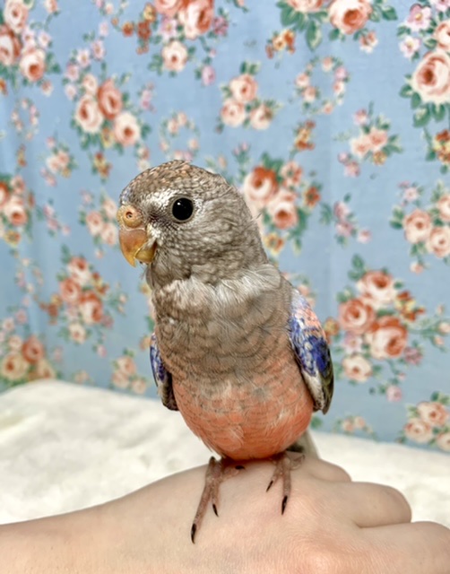 アキクサインコ（秋草インコ）