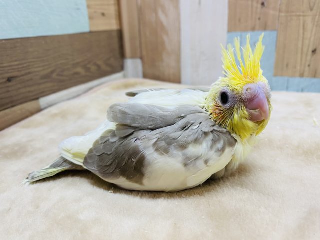 オカメインコ
