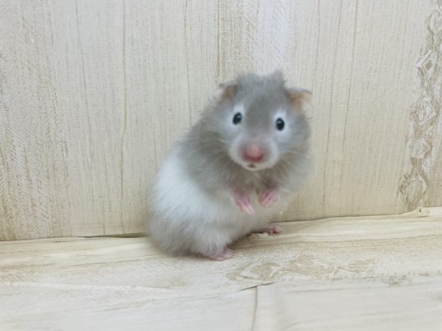 ゴールデンハムスター