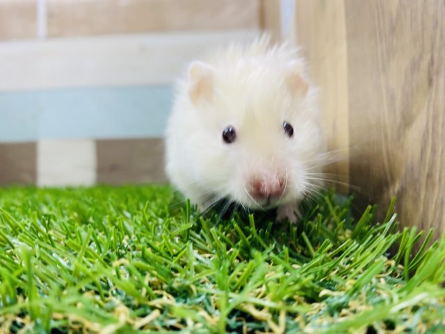 ゴールデンハムスター