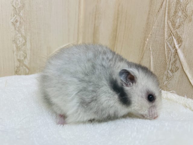 ゴールデンハムスター