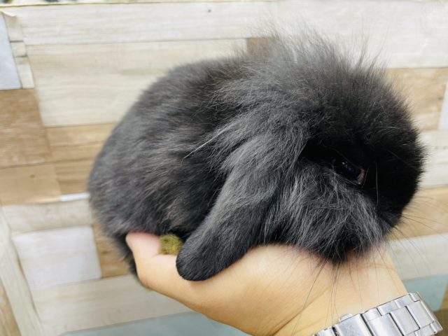 ロップイヤーラビット