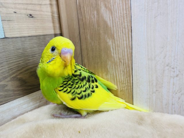 セキセイインコ