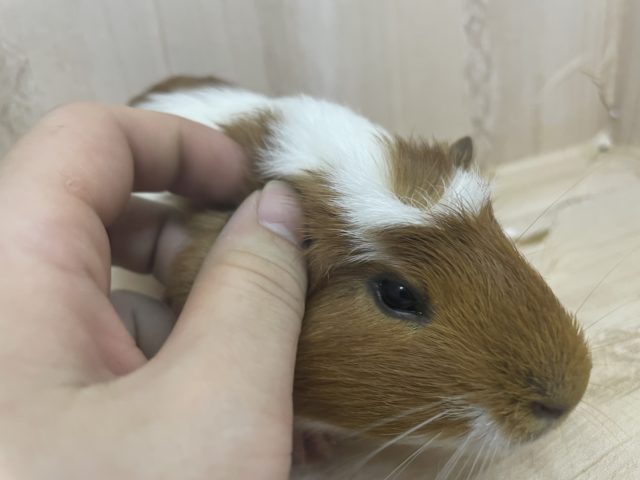 クレステッドモルモット