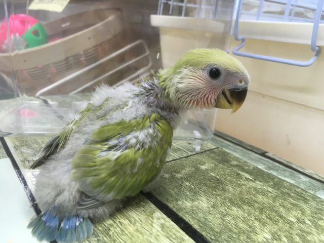 コザクラインコ（小桜インコ）