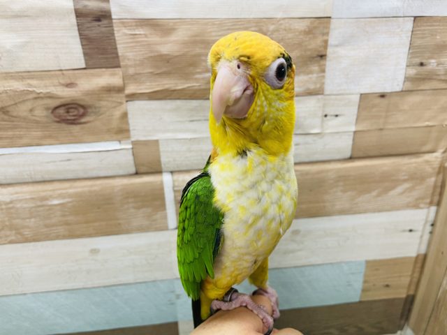 シロハラインコ