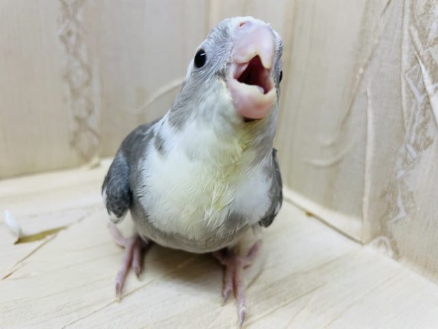オカメインコ