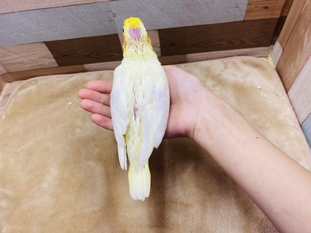 オカメインコ