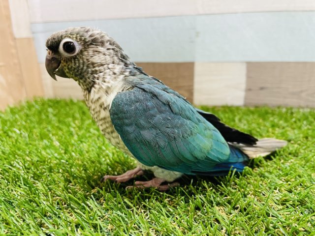 ホオミドリウロコインコ