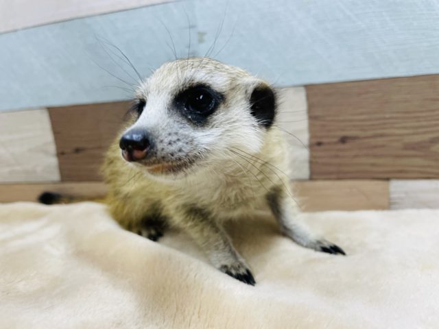 ミーアキャット