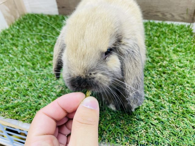 ホーランドロップ