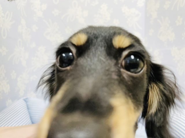 ミニチュアダックス