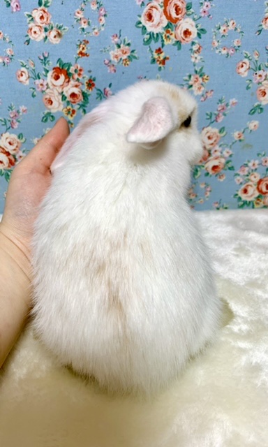 ロップイヤーラビット