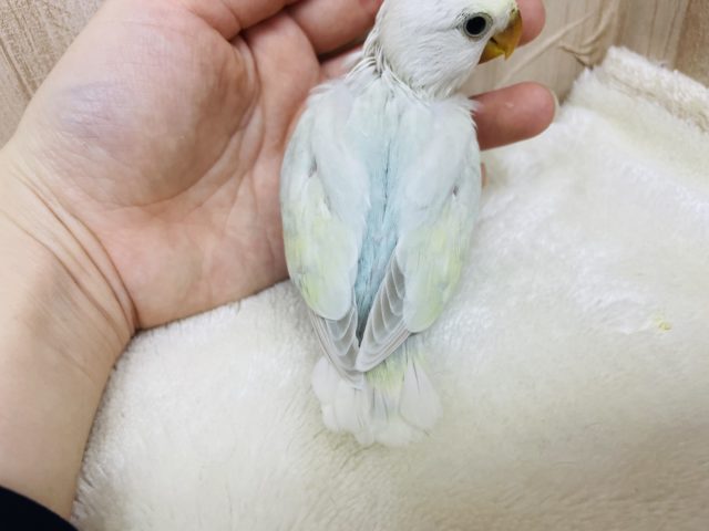 コザクラインコ（小桜インコ）