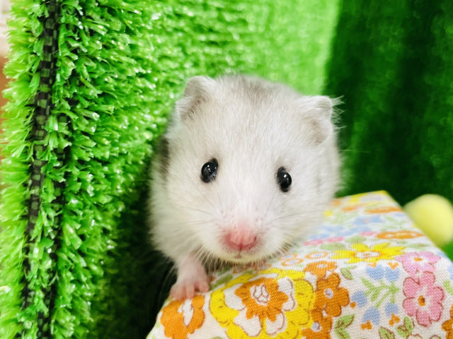 ゴールデンハムスター