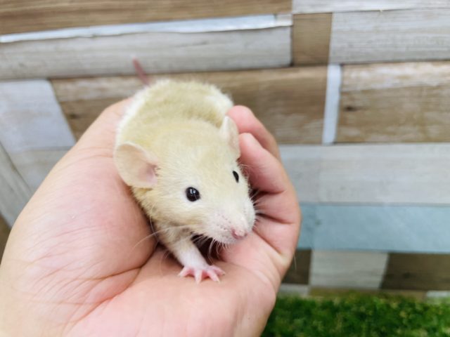 ファンシーラット