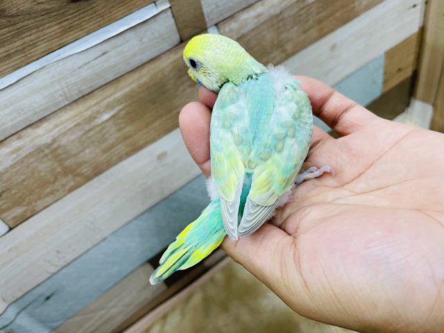 セキセイインコ