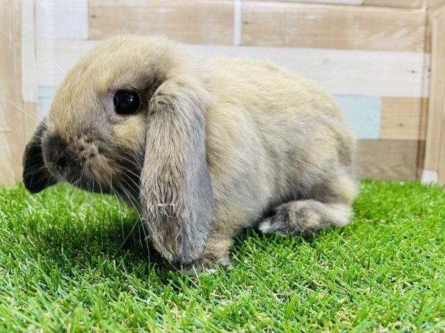 ホーランドロップ