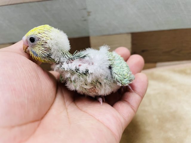 セキセイインコ