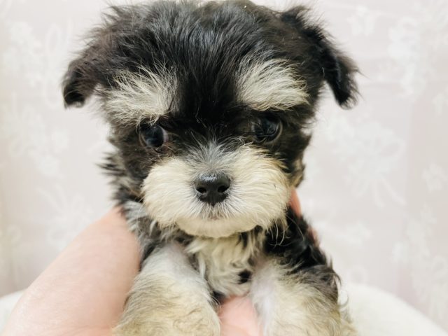 チワマル（マルチワ）