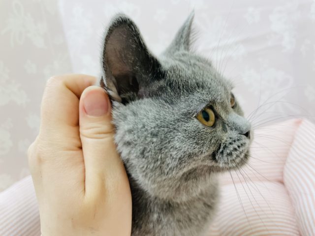 ブリティッシュショートヘア