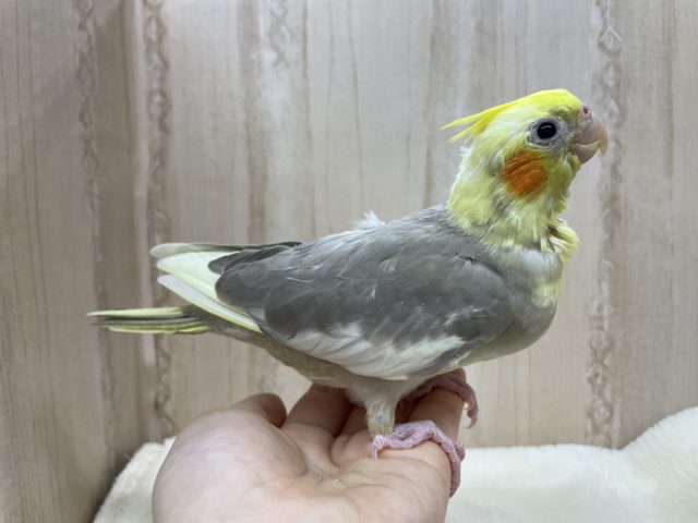 安心むっちりサイズ☆優しいコ! オカメインコ シナモンパイド オカメインコ