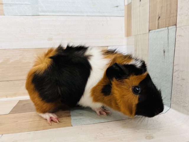 アビシニアンモルモット