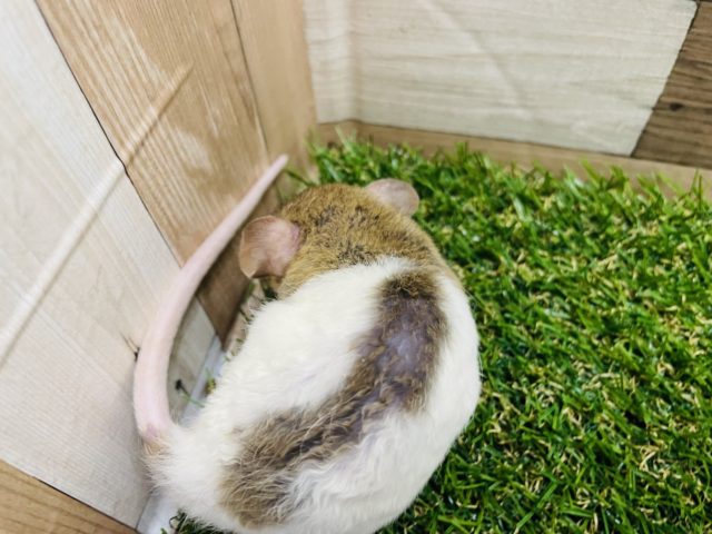 ファンシーラット