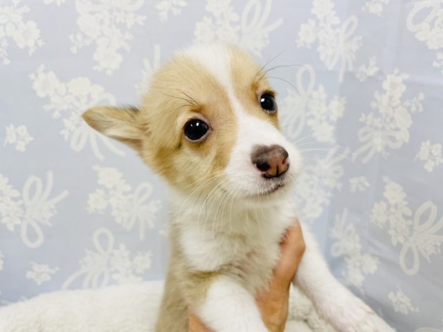 ウェルシュコーギー・ペンブローグ