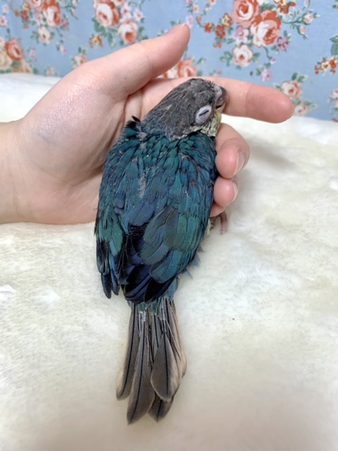 ワキコガネウロコインコ