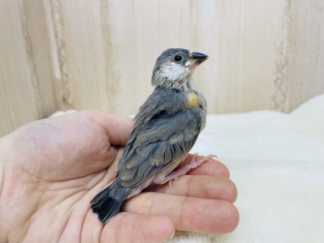 ご飯タイムはかかせない♪ 桜文鳥さん! 桜文鳥