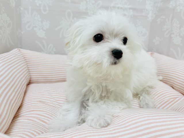 チワマル（マルチワ）