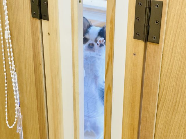 嬉しくてぴょんぴょん〜♪チワワくん! チワワ