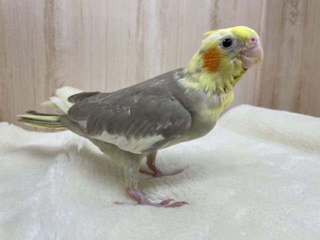 安心むっちりサイズ☆優しいコ! オカメインコ シナモンパイド オカメインコ