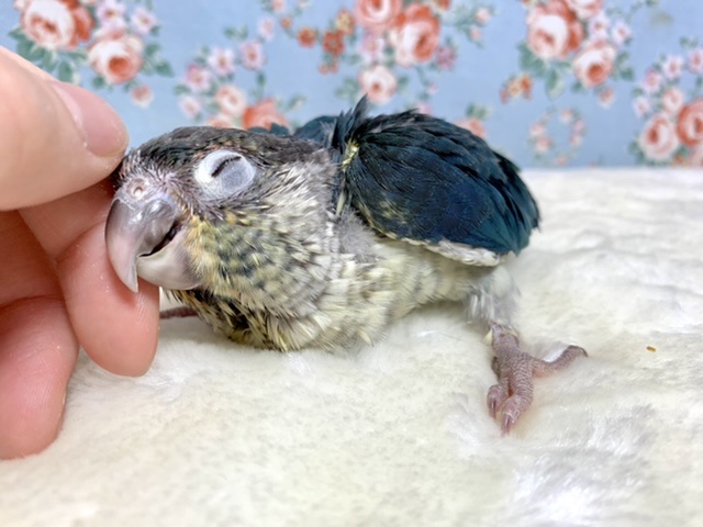 ワキコガネウロコインコ