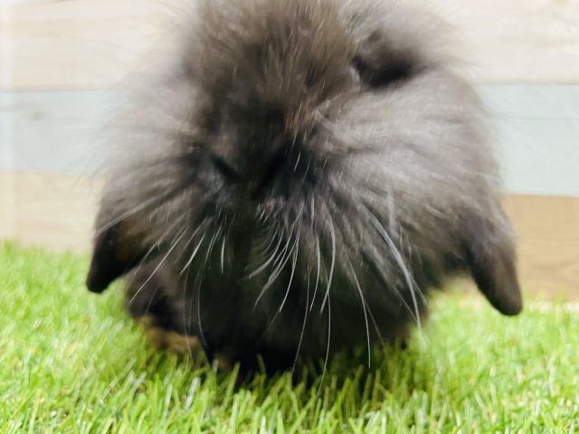 ロップイヤーラビット