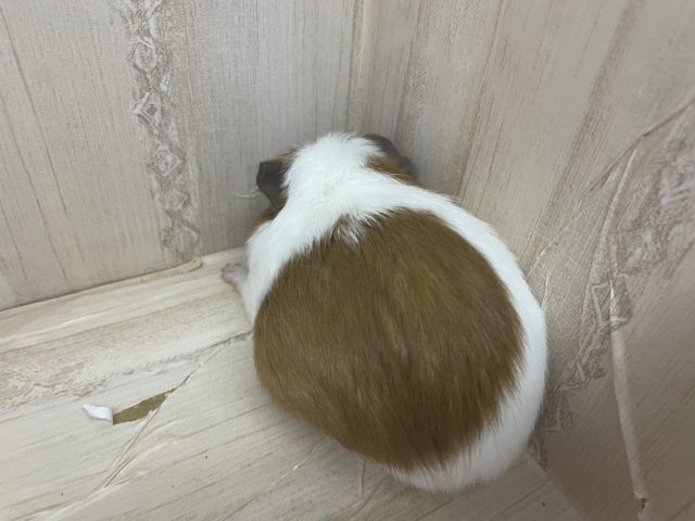 プイプイモルモットさんの登場です♪ モルモット クレステッド クレステッドモルモット