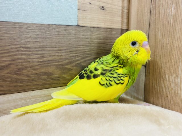 セキセイインコ
