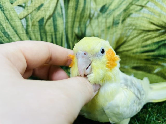 オカメインコ