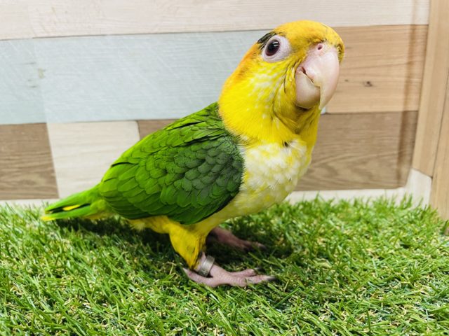 シロハラインコ