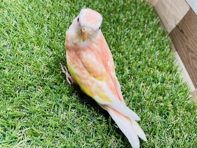 アキクサインコ（秋草インコ）