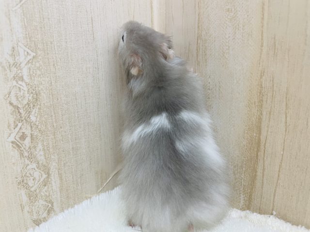 ゴールデンハムスター