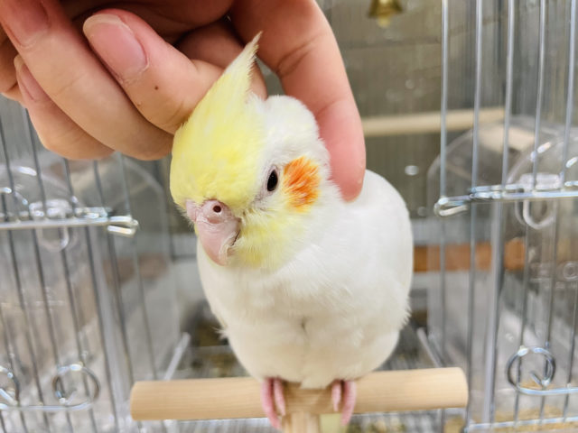 オカメインコ