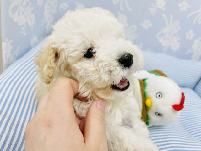 トイプードル