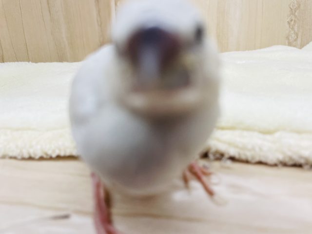 シルバー文鳥