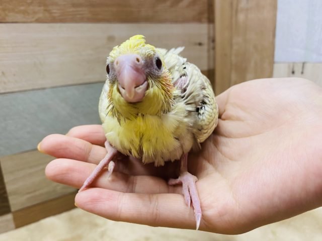 オカメインコ