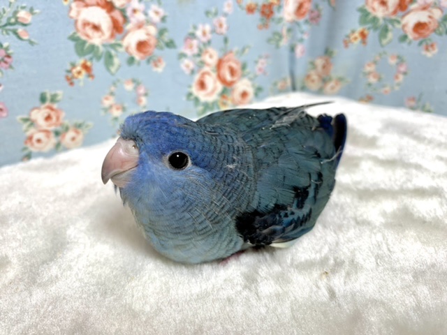 サザナミインコ