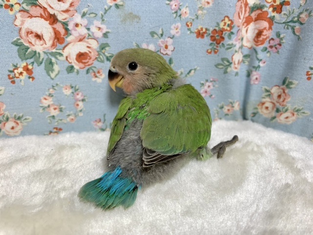 コザクラインコ（小桜インコ）
