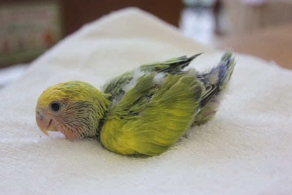 コザクラインコ（小桜インコ）