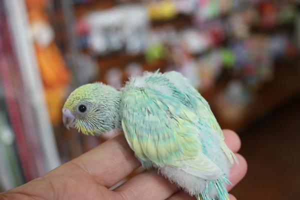 セキセイインコ